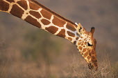 Reticulated giraffe browsing