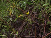 Kookoolau flower Mature form,Compositae,Magnoliopsida,Sub-tropical,wiebkei,Pacific,Terrestrial,Asterales,Bidens,Critically Endangered,Tracheophyta,Plantae,Photosynthetic,IUCN Red List