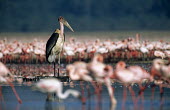 Marabou stork amongst lesser flamingos