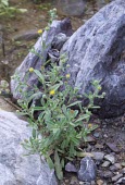 Ladies' false fleabane Mature form,Leaves,Flower,Terrestrial,Asterales,Magnoliopsida,Asia,Tracheophyta,Compositae,Least Concern,Plantae,Pulicaria,Africa,Photosynthetic,Scrub,Desert,IUCN Red List