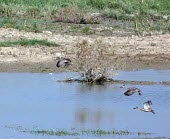 Marbled ducks in flight Flapping flight,Adult,Flying,Locomotion,Omnivorous,Wetlands,Brackish,Chordata,Aves,angustirostris,Anatidae,Aquatic,Anseriformes,Africa,Marmaronetta,Terrestrial,Europe,Convention on Migratory Species (