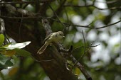 Rodrigues warbler perched in tree Adult,Passeriformes,Terrestrial,Scrub,Aves,Flying,Chordata,Carnivorous,Savannah,Africa,Animalia,rodericanus,Acrocephalus,Agricultural,Endangered,Sylviidae,IUCN Red List