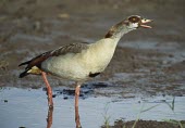 EGYPTIAN GOOSE calling Adult,What does it sound like ?,Animalia,Anseriformes,Terrestrial,Aquatic,Omnivorous,Alopochen,Anatidae,Convention on Migratory Species (CMS),Wetlands,Grassland,aegyptiaca,Ponds and lakes,Europe,Afric