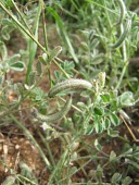 Astragalus eremophilus Mature form,Africa,Magnoliopsida,Tracheophyta,Photosynthetic,Leguminosae,Fabales,Terrestrial,Astragalus,Plantae