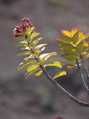 Leaves and buds of Haleakala sandalwood Mature form,Flower,Leaves,Santalales,Santalum,North America,Photosynthetic,haleakalae,Terrestrial,Plantae,Vulnerable,Magnoliopsida,Tracheophyta,Pacific,Santalaceae,IUCN Red List