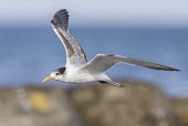 Great crested tern in flight Locomotion,Flying,Laridae,Gulls, Terns,Ciconiiformes,Herons Ibises Storks and Vultures,Chordates,Chordata,Aves,Birds,Asia,Coastal,Africa,Shore,bergii,Animalia,Sterna,North America,Australia,Terrestria