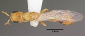 Pseudomyrmex leptosus, showing wings North America,Insecta,Formicidae,IUCN Red List,Vulnerable,Pseudomyrmex,Terrestrial,Hymenoptera,Arthropoda,Animalia