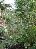 Mature Abutilon eremitopetalum Leaves,Mature form,Malvaceae,Tracheophyta,Abutilon,Terrestrial,North America,Magnoliopsida,Malvales,Scrub,Photosynthetic,eremitopetalum,Critically Endangered,Plantae,IUCN Red List