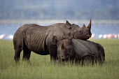 Black rhinoceros calf resting on mother Mammalia,Mammals,Chordates,Chordata,Rhinocerous,Rhinocerotidae,Perissodactyla,Odd-toed Ungulates,Semi-desert,Animalia,Africa,Herbivorous,Terrestrial,Appendix I,bicornis,Diceros,Critically Endangered,S