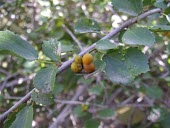 Grewia tenax with fruits Mature form,Leaves,Habitat,Fruits or berries,Species in habitat shot,Desert,Terrestrial,Magnoliopsida,Malvales,Not Evaluated,Asia,Grewia,Photosynthetic,Africa,IUCN Red List,Plantae,Tiliaceae,Tracheoph