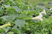 Datura metel leaves and flowers Leaves,Flower,Mature form,Terrestrial,Plantae,Solanaceae,Magnoliopsida,Not Evaluated,Photosynthetic,Tracheophyta,Solanales,Asia,Datura