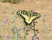 Common swallowtail from above Arthropoda,Animalia,Lepidoptera,Wetlands,Species of Conservation Concern,Papilionidae,Papilio,Insecta,Herbivorous,Flying,Fluid-feeding,Europe