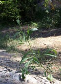 Erucastrum arabicum Species in habitat shot,Habitat,Leaves,Mature form,Europe,Erucastrum,Plantae,Desert,IUCN Red List,Cruciferae,Africa,Asia,Tracheophyta,Terrestrial,Magnoliopsida,Photosynthetic,Capparales,Not Evaluated