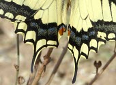 Common swallowtail wing close up Arthropoda,Animalia,Lepidoptera,Wetlands,Species of Conservation Concern,Papilionidae,Papilio,Insecta,Herbivorous,Flying,Fluid-feeding,Europe