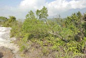 Hopseed bush in habitat Species in habitat shot,Habitat,Mature form,Tracheophyta,Australia,Asia,Magnoliopsida,Photosynthetic,Africa,Sapindales,Dodonaea,North America,Sapindaceae,South America,Not Evaluated,Terrestrial,Planta