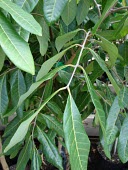 Dragon's eye, leaf detail Leaves,Mature form,Tracheophyta,Sapindales,Dimocarpus,Magnoliopsida,Plantae,Near Threatened,Sapindaceae,Tropical,Asia,Photosynthetic,longan,Terrestrial,IUCN Red List