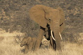 African elephant mother with baby Elephants,Elephantidae,Chordates,Chordata,Elephants, Mammoths, Mastodons,Proboscidea,Mammalia,Mammals,Appendix I,Africa,Appendix II,Savannah,Herbivorous,Terrestrial,Animalia,Convention on Migratory Sp