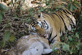 Tiger feeding on chital/spotted deer carcass Chordates,Chordata,Mammalia,Mammals,Cervidae,Deer,Even-toed Ungulates,Artiodactyla,Asia,South America,Forest,Animalia,Axis,Grassland,Temperate,Europe,Scrub,Least Concern,Australia,Herbivorous,Cetartio