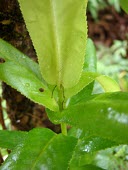 Close up of the leaves of an 'Anini Leaves,Mature form,sandwicensis,Photosynthetic,Vulnerable,Magnoliopsida,Tracheophyta,Theales,Plantae,North America,Eurya,Terrestrial,Pacific,Theaceae,IUCN Red List