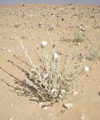 Soft bindweed Mature form,Solanales,Convolvulus,Not Evaluated,Asia,Terrestrial,Magnoliopsida,Convolvulaceae,Tracheophyta,Photosynthetic,Plantae,Europe