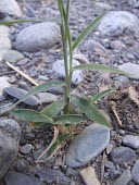 Brachiaria ramosa leaves Leaves,Mature form,Least Concern,Asia,Africa,Fresh water,Plantae,Aquatic,Cyperales,Grassland,Tracheophyta,Agricultural,Brachiaria,Terrestrial,Gramineae,IUCN Red List,Liliopsida,Wetlands,Photosynthetic