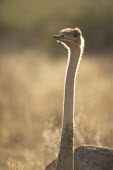 Ostrich on alert at dawn Ostriches,Struthionidae,Aves,Birds,Struthioniformes,Chordates,Chordata,camelus,Animalia,Omnivorous,Savannah,Scrub,Struthio,Terrestrial,Desert,Semi-desert,Africa,Least Concern,Appendix I,IUCN Red List