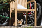 Red fox in garage Chordates,Chordata,Mammalia,Mammals,Carnivores,Carnivora,Dog, Coyote, Wolf, Fox,Canidae,Asia,Africa,Common,Riparian,Terrestrial,Animalia,vulpes,Omnivorous,Vulpes,Urban,Europe,Temperate,Mountains,Agric