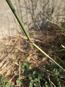 Dichanthium annulatum stem detail Mature form,Plantae,Not Evaluated,Dichanthium,Australia,Cyperales,Asia,Africa,Poaceae,Terrestrial,Tracheophyta,Liliopsida,Photosynthetic