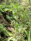 Bidens campylotheca pentamera on forest floor Mature form,Terrestrial,Photosynthetic,Asterales,Tracheophyta,Vulnerable,IUCN Red List,Compositae,North America,Critically Endangered,Plantae,Tropical,Magnoliopsida,Bidens