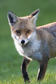 Red fox cub portrait Chordates,Chordata,Mammalia,Mammals,Carnivores,Carnivora,Dog, Coyote, Wolf, Fox,Canidae,Asia,Africa,Common,Riparian,Terrestrial,Animalia,vulpes,Omnivorous,Vulpes,Urban,Europe,Temperate,Mountains,Agric