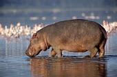 Hippo in Lake Nakuru Hippopotamidae,Hippopotamuses,Mammalia,Mammals,Even-toed Ungulates,Artiodactyla,Chordates,Chordata,Appendix II,Aquatic,Ponds and lakes,Omnivorous,Hippopotamus,Cetartiodactyla,Vulnerable,amphibius,Anim