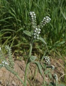 Heliotropium europaeum flowers Habitat,Mature form,Leaves,Species in habitat shot,Flower,Magnoliophyta,Flowering Plants,Lamiales,Borage Family,Boraginaceae,Magnoliopsida,Dicots,Terrestrial,Urban,Europe,Asia,Soil,Photosynthetic,Plan