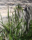 Bromus pectinatus Leaves,Mature form,Not Evaluated,Tracheophyta,Plantae,Liliopsida,Cyperales,Terrestrial,Bromus,Africa,Photosynthetic,IUCN Red List,Poaceaea