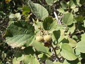 Grewia villosa fruit and leaves Species in habitat shot,Fruits or berries,Habitat,Mature form,Leaves,Semi-desert,Africa,Plantae,Tiliaceae,Tracheophyta,Photosynthetic,Terrestrial,Magnoliopsida,Rock,Asia,Grewia,Malvales