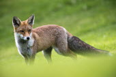 Red fox Chordates,Chordata,Mammalia,Mammals,Carnivores,Carnivora,Dog, Coyote, Wolf, Fox,Canidae,Asia,Africa,Common,Riparian,Terrestrial,Animalia,vulpes,Omnivorous,Vulpes,Urban,Europe,Temperate,Mountains,Agric