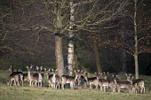 Fallow deer herd on alert Even-toed Ungulates,Artiodactyla,Cervidae,Deer,Chordates,Chordata,Mammalia,Mammals,Temperate,Cetartiodactyla,Europe,Terrestrial,Animalia,Dama,dama,Common,Herbivorous,Wetlands,IUCN Red List,Least Conce