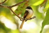 Cinnamon-tailed fantail perched on branch Habitat,Species in habitat shot,Aves,Birds,Perching Birds,Passeriformes,Rhipiduridae,Chordates,Chordata,Animalia,Carnivorous,Near Threatened,Asia,Forest,Mangrove,Rhipidura,fuscorufa,Terrestrial,Flying