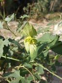 Dalechampia scandens flowers Mature form,Flower,Not Evaluated,Photosynthetic,Dalechampia,Equisetopsida,Plantae,Asia,Indian,Tracheophyta,Malpighiales,Desert,Euphorbiaceae,Terrestrial