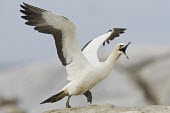 Cape gannet taking off Species in habitat shot,Locomotion,Habitat,Take-off,Flying,Adult,Terrestrial,Sulidae,Shore,Carnivorous,Atlantic,Aves,Ocean,Indian,Vulnerable,Africa,Coastal,Pelecaniformes,Chordata,Animalia,Morus,capen