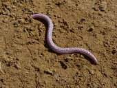 Zarudnyis worm lizard Adult,Amphisbaenia,Desert,Diplometopon,Subterranean,Trogonophidae,Reptilia,Carnivorous,Least Concern,Chordata,Terrestrial,Asia,Animalia,IUCN Red List