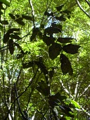 Mahoe leaves, var. macrococcus Mature form,Leaves,Plantae,Critically Endangered,Forest,Magnoliopsida,macrococcus,Tracheophyta,Sapindaceae,Alectryon,Photosynthetic,North America,Sapindales,IUCN Red List