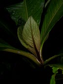 Ha`iwale leaves Mature form,Leaves,Critically Endangered,North America,Terrestrial,Mountains,Cyrtandra,Gesneriaceae,Tracheophyta,Scrophulariales,Photosynthetic,IUCN Red List,Plantae,Magnoliopsida