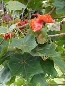 Molokai koki'o leaves and flowers Leaves,Mature form,Flower,North America,Forest,Magnoliopsida,Malvaceae,Extinct in the Wild,Kokia,Plantae,Terrestrial,Malvales,Tracheophyta,Photosynthetic,cookei,IUCN Red List