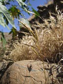 Bromus pectinatus Leaves,Flower,Mature form,Not Evaluated,Tracheophyta,Plantae,Liliopsida,Cyperales,Terrestrial,Bromus,Africa,Photosynthetic,IUCN Red List,Poaceaea