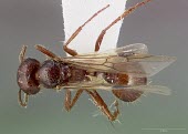 Workerless inquiline ant specimen, anterior view Semi-desert,Formicidae,Animalia,Vulnerable,North America,Insecta,Hymenoptera,Terrestrial,Pogonomyrmex,Desert,Rock,Arthropoda,IUCN Red List