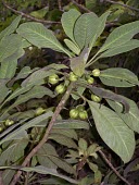 Unripe oha wai fruits Fruits or berries,Mature form,Campanulaceae,Terrestrial,Rainforest,Mountains,Pacific,Endangered,Clermontia,Plantae,Magnoliopsida,Campanulales,Tracheophyta,lindseyana,Photosynthetic,IUCN Red List