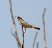 Rufous-tailed scrub-robin Adult,galactotes,Chordata,Scrub,Grassland,Aves,Omnivorous,Semi-desert,Least Concern,Muscicapidae,Animalia,Desert,Terrestrial,Africa,Asia,Flying,Erythropygia,Passeriformes,IUCN Red List