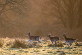 Fallow deer on the move at dawn Even-toed Ungulates,Artiodactyla,Cervidae,Deer,Chordates,Chordata,Mammalia,Mammals,Temperate,Cetartiodactyla,Europe,Terrestrial,Animalia,Dama,dama,Common,Herbivorous,Wetlands,IUCN Red List,Least Conce