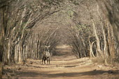 Nilgai on forest track Bovidae,Bison, Cattle, Sheep, Goats, Antelopes,Chordates,Chordata,Even-toed Ungulates,Artiodactyla,Mammalia,Mammals,Grassland,Terrestrial,Cetartiodactyla,Sub-tropical,Least Concern,Boselaphus,Asia,Tro