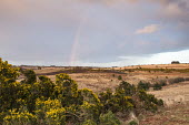 Flowering common gorse and heathland at twilight